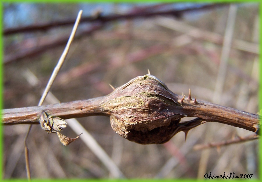 Lasioptera rubi 